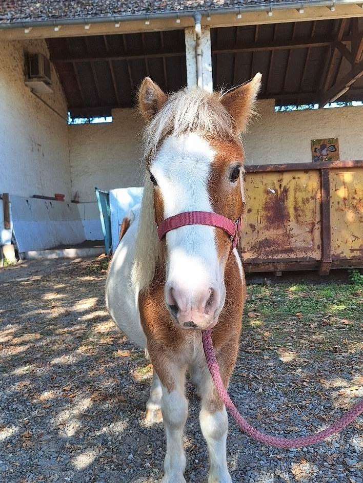 Kinder, poney shetland